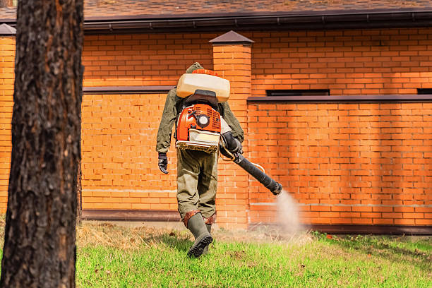 Trusted Ant Control service in Gamerco, NM - Nex Pest Control